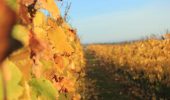 Nos vignes prennent leurs belles couleurs d'automne