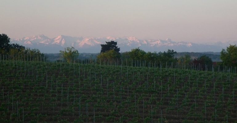 Nos vignes et les Pyrénées