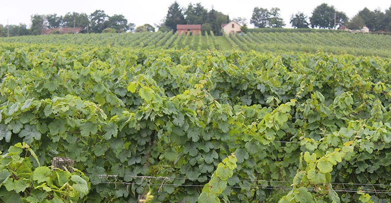 Le Domaine Damiens a conservé la tradition familiale de la culture de la vigne en la mettant aux goûts du jour, tout en perpétuant le style de nos cépages comme le tannat.