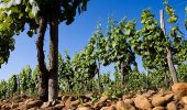 Créé en 1907, le Domaine de Maouries réunit aujourd'hui trois générations de vignerons sur un beau vignoble de 28 ha.