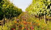 Situé dans le Gers, le Domaine de Maouries est ouvert tous les jours et vous accueille à l'improviste pour visiter le domaine viticole et le chai et déguster les vins de Madiran et Pacherenc du Vic-Bilh.