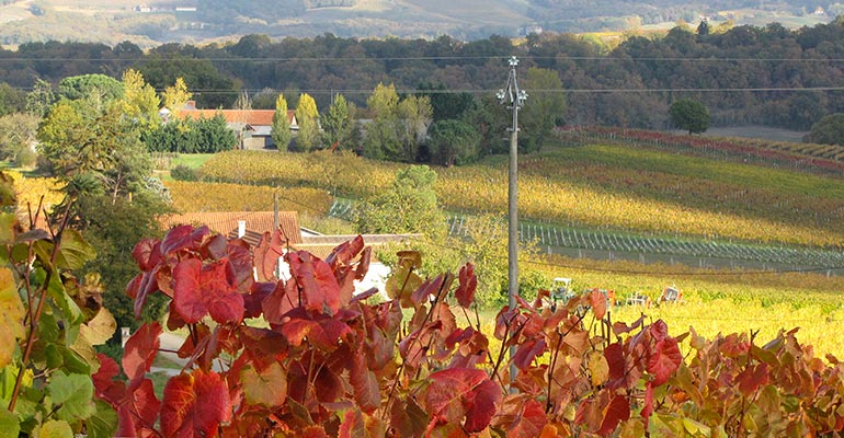 Le Domaine POUJO compte aujourd'hui 10 ha de vignes dont 8 ha pour produire du Madiran et 2 ha pour du Pacherenc du Vic Bilh.