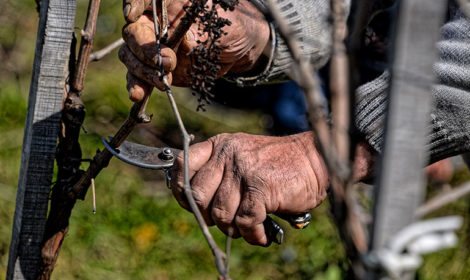 Focus sur la main d’un vigneron pendant la taille