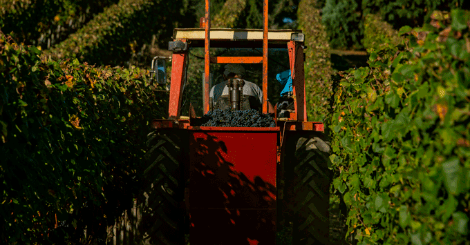 Un tracteur rouge dans les vignes