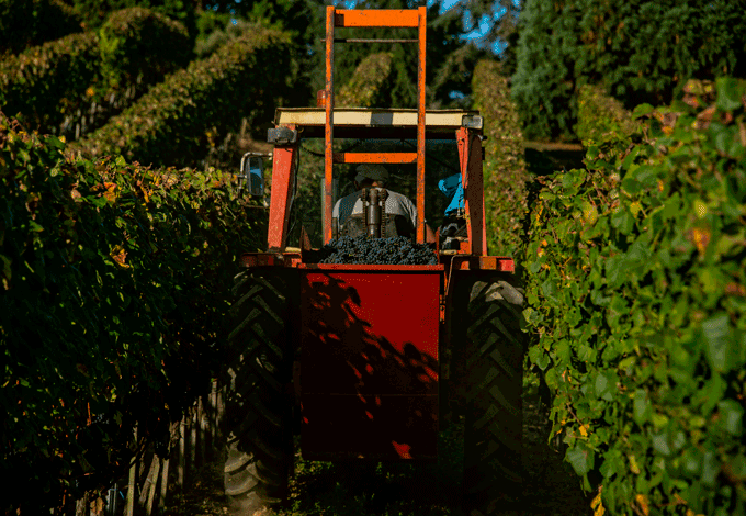 Un tracteur rouge dans les vignes