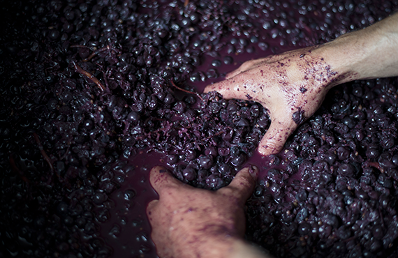 des mains de vignerons pressent le moût du raisin
