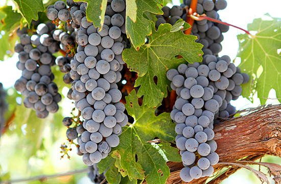 Des grappes de Cabernet Sauvignon et des feuilles de vigne dans les parcelles de Madiran
