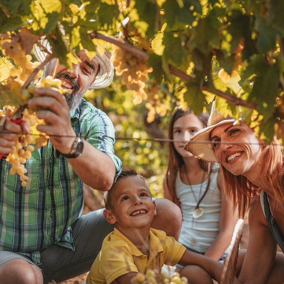 Beautiful young smiling family of four cutting grapes at a vineyard.