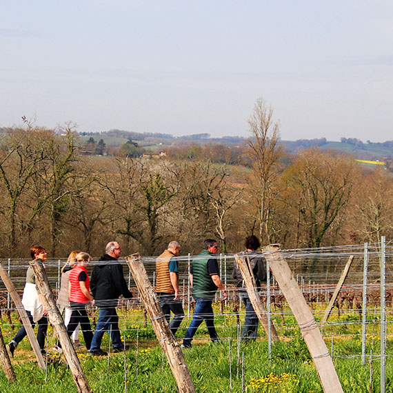 randonnée_dans_les_vignes_1